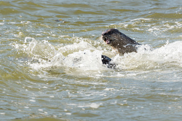 River otter