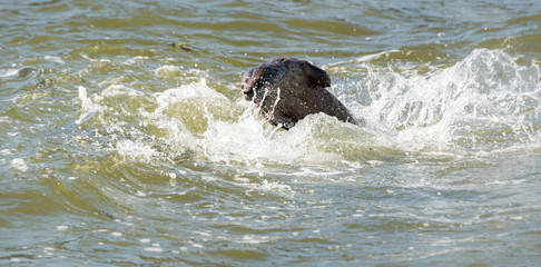 Fototapeta premium River otter
