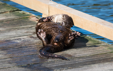 River otter