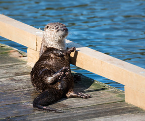 River otter