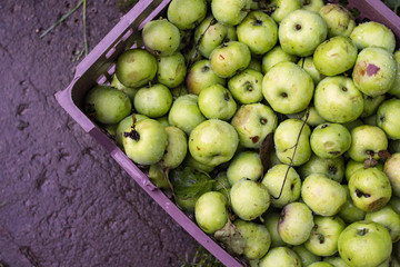 Wet apples in the box. Drops of water. Green fruits.