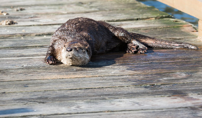 River otter