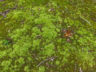 コケ生した林床