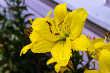 Fototapeta premium Wet yellow lilies in the garden. 