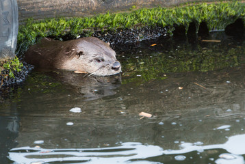 River otter