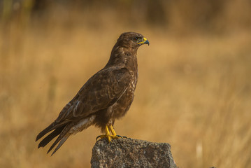 Buteo buteo Common Buzzard raptor