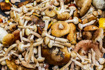 Forest mushrooms background. Copy space. Place for text and design.