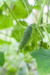 Cucumber in the greenhouse. Green background. Copy space