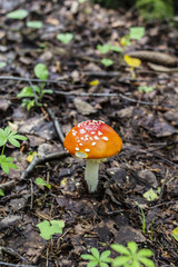 Nushoom in the forest. Red amanita with white spots. Copy space.