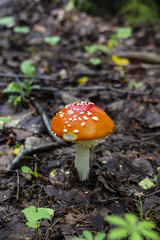 Red amanita or fly-agaric with white spots. Copy space.