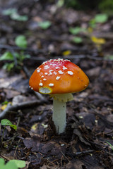 Red amanita or fly-agaric with white spots. Mushroom in the forest. Copy space.