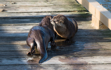 River otter