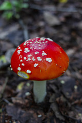 Red amanita or fly-agaric with white spots. Copy space. Fungus in the forest