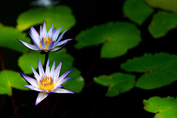 神代植物公園の熱帯スイレン
