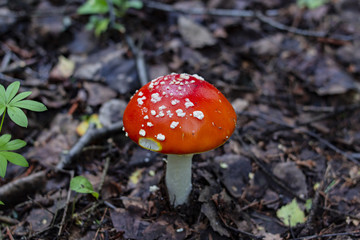 Red amanita or fly-agaric with white spots. Copy space. Fungus in the forest