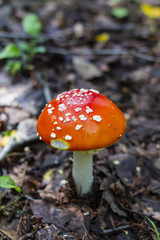 Red amanita or fly-agaric with white spots. Copy space. Fungus in the forest