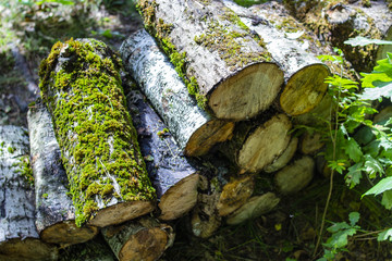The woods are green covered moss. Copy space
