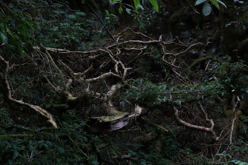 naturaleza