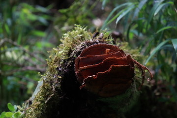 naturaleza