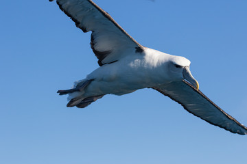 White Capped Mollymawk Albatross in New Zealand Waters