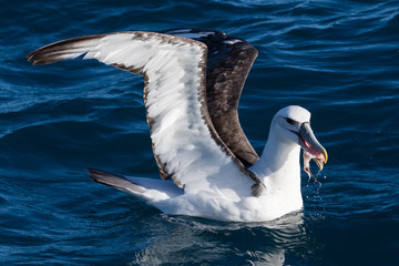 White Capped Mollymawk Albatross in New Zealand Waters