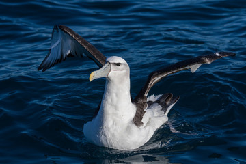 White Capped Mollymawk Albatross in New Zealand Waters