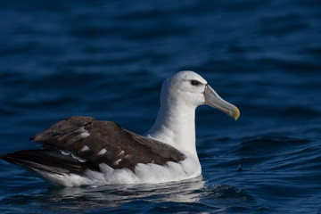 White Capped Mollymawk Albatross in New Zealand Waters