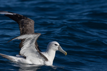 White Capped Mollymawk Albatross in New Zealand Waters
