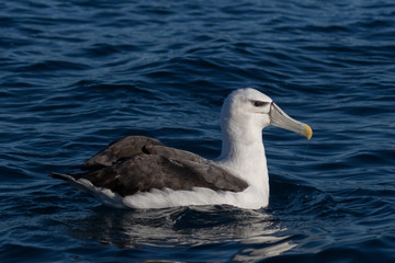 White Capped Mollymawk Albatross in New Zealand Waters