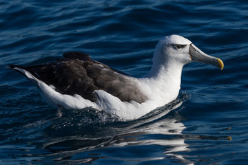 White Capped Mollymawk Albatross in New Zealand Waters