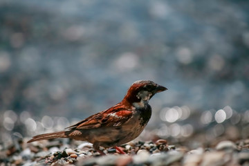 Coffee sparrow is photographed closely.