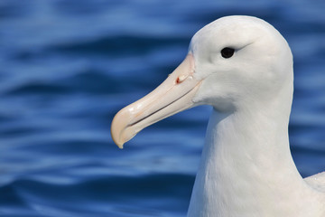 Southern Royal Albatross in New Zealand Waters