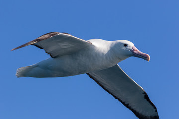 Northern Royal Albatross in New Zealand Waters
