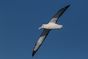 Northern Royal Albatross in New Zealand Waters