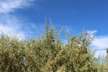 Native Southern Mojave Desert plant communities near the Barker Dam exhibit of Joshua Tree National Park include a spiny species known to botany as Lycium Cooperi and commonly as Peach Thorn.