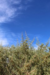 Native Southern Mojave Desert plant communities near the Barker Dam exhibit of Joshua Tree National Park include a spiny species known to botany as Lycium Cooperi and commonly as Peach Thorn.