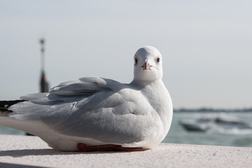 ムラーノ島のカモメ