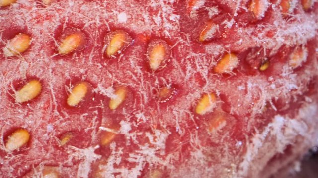 Extreme closeup of fresh frozen strawberries, Rotation 360 degrees, Close-up