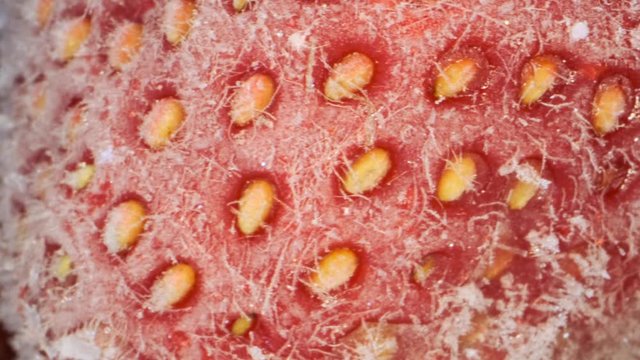 Extreme closeup of fresh frozen strawberries, Rotation 360 degrees, Close-up