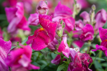 マゼンタの金魚草