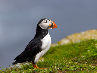 Atlantic Puffin Standing on Cliff Ledge on Blue Background