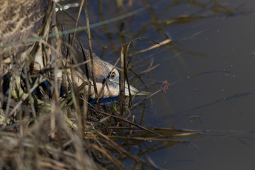 Australasian Bittern 