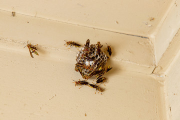 Wasp on paper nest hanging on porch ceiling