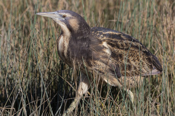 Australasian Bittern 