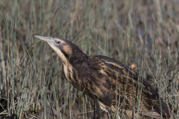 Australasian Bittern 