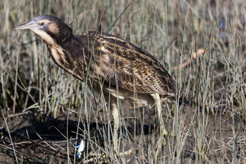Australasian Bittern 