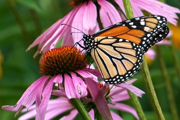 Monarch Butterfly on Rich Purple Coneflowers