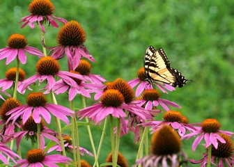 A Bright Yellow Butterfly on Rich Purple Cone Flowers in a Dense Flower Garden