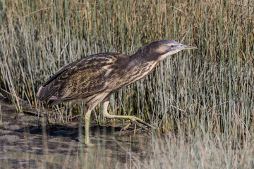 Australasian Bittern 