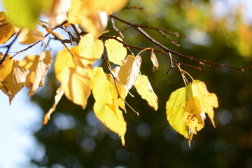 Branch with yellow leaves of linden on a background of blue sky. Autumn. Sunlight.